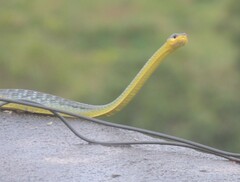 Dendrelaphis punctulatus