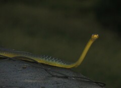 Dendrelaphis punctulatus
