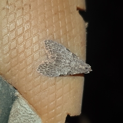 Nola pleurosema