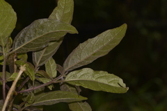 Clerodendrum tomentosum