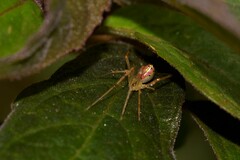 Thwaitesia nigronodosa