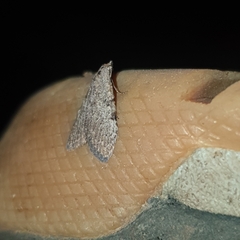 Nola pleurosema