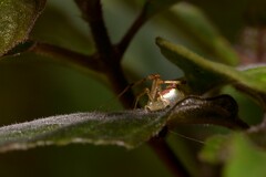 Thwaitesia nigronodosa