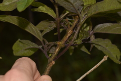 Clerodendrum tomentosum