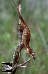 Rhacodactylus auriculatus