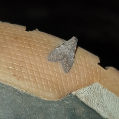 Nola pleurosema