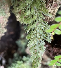 Trichomanes strictum