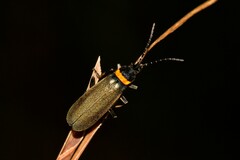 Chauliognathus lugubris