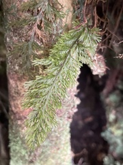 Trichomanes strictum