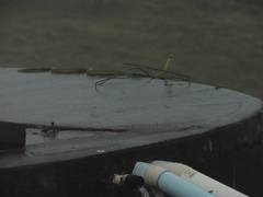 Dendrelaphis punctulatus