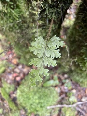 Hymenophyllum scabrum