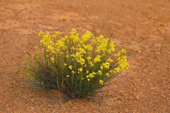 Glischrocaryon behrii