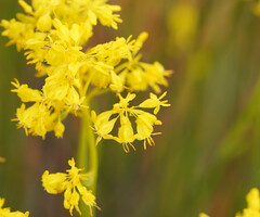 Glischrocaryon behrii