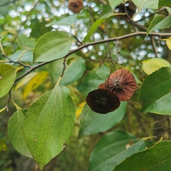 Paliurus hemsleyanus