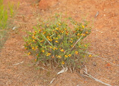 Dillwynia sericea
