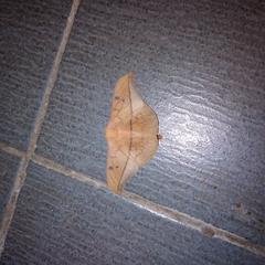 Cricula trifenestrata