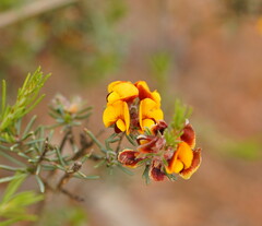 Dillwynia sericea