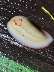 Triboniophorus graeffei