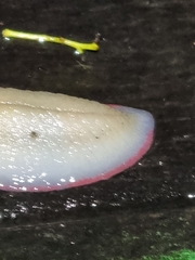 Triboniophorus graeffei