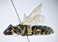 Seladonia