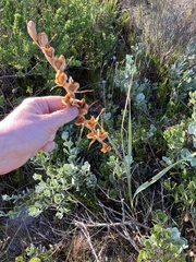 Gladiolus carinatus