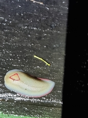 Triboniophorus graeffei