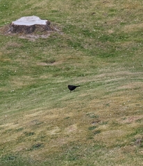 Turdus merula merula