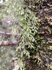 Hymenophyllum multifidum