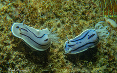 Chromodoris willani