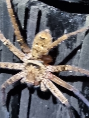 Heteropoda jugulans