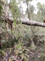 Hymenophyllum multifidum