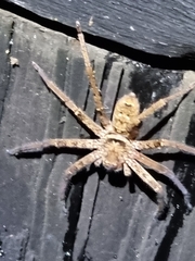 Heteropoda jugulans