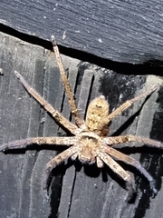 Heteropoda jugulans