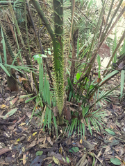 Calamus moti