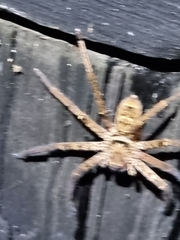 Heteropoda jugulans