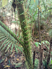 Calamus moti