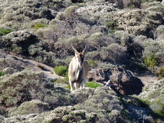 Tragelaphus oryx oryx