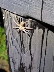 Heteropoda jugulans