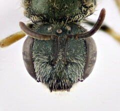 Seladonia