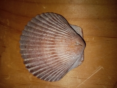 Argopecten irradians