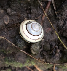 Satsuma