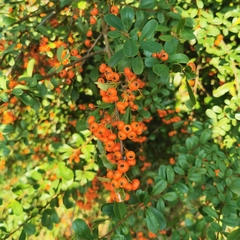 Pyracantha fortuneana