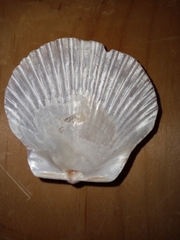 Argopecten irradians