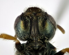 Seladonia