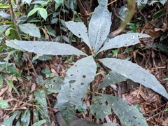 Ardisia cornudentata stenosepala