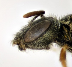 Seladonia