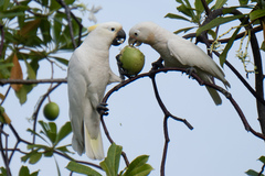 Cacatua goffiniana × Cacatua sulphurea