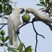 Tanimbar Corella × Yellow-crested Cockatoo - Photo (c) Axl, some rights reserved (CC BY-NC), uploaded by Axl