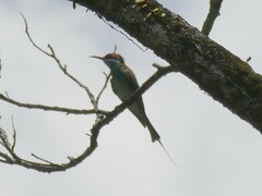 Merops viridis