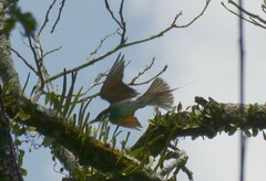 Merops viridis
